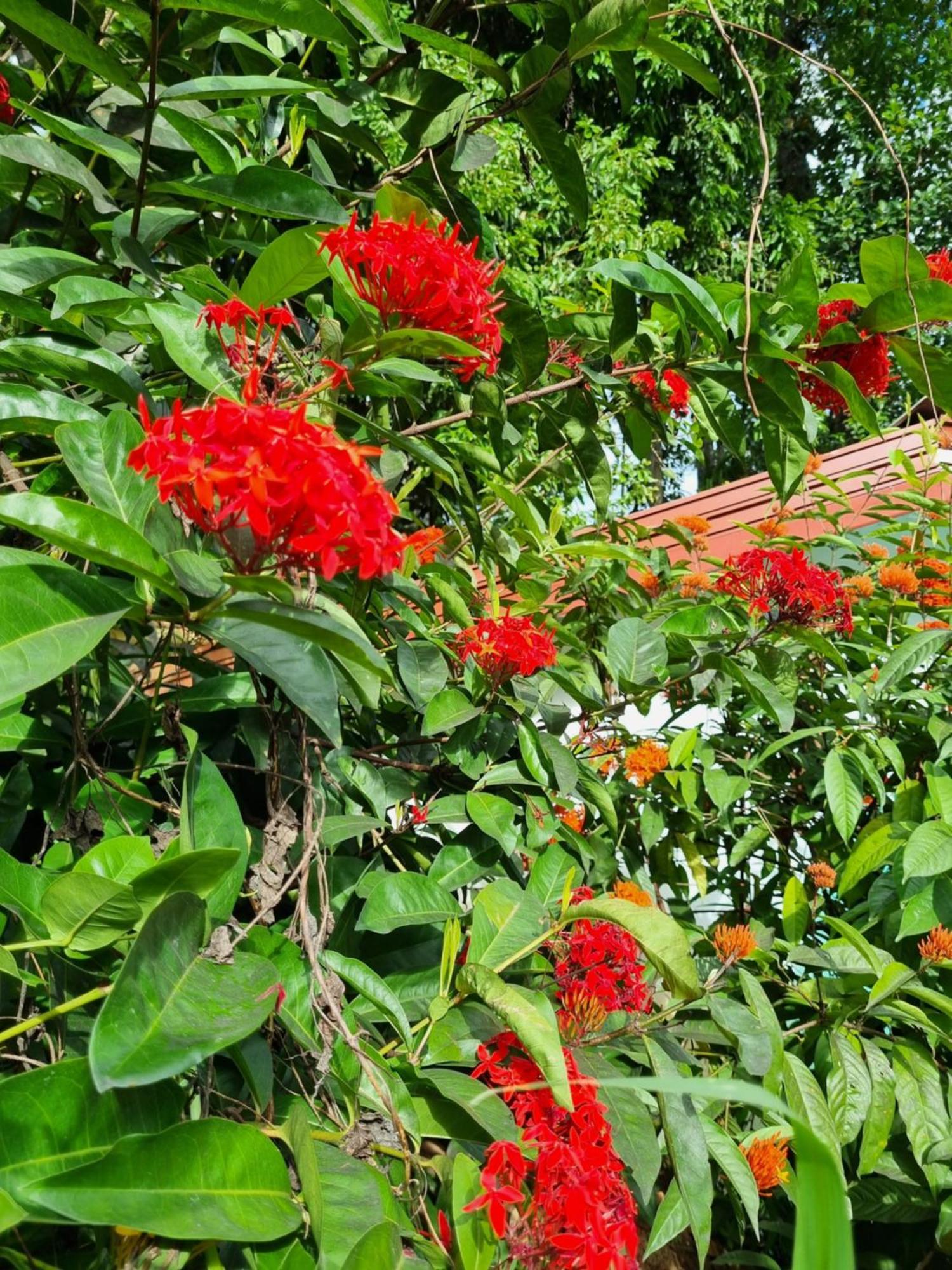 Hotel Squirrel'S Nest Kandy Esterno foto